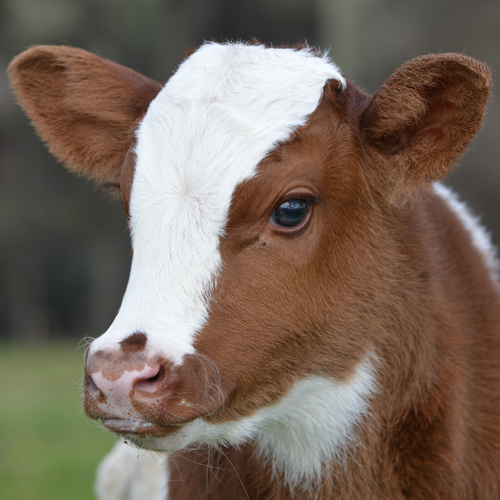 calf
