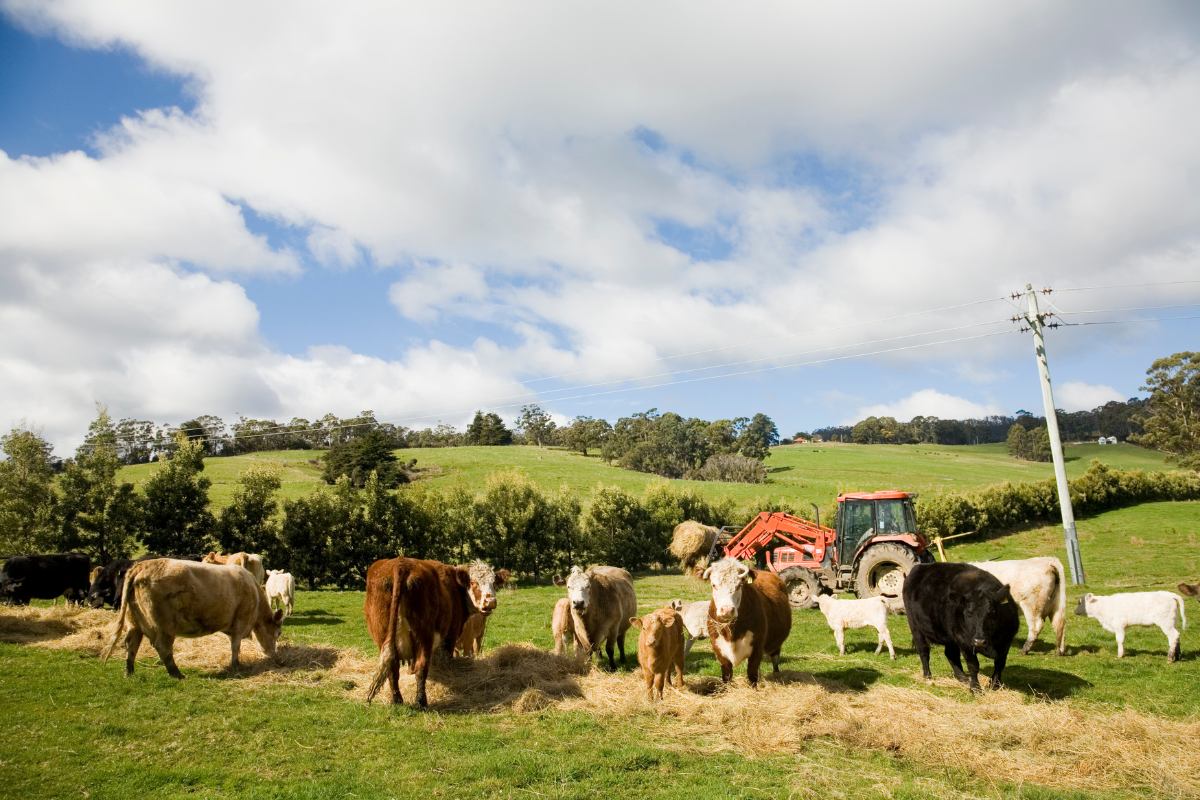 Cows in a field with a red tractor