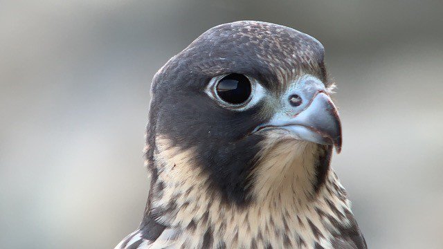 Close-up of peregrine falcon