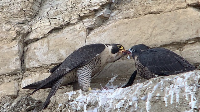 Peregrine falcons feeding one another