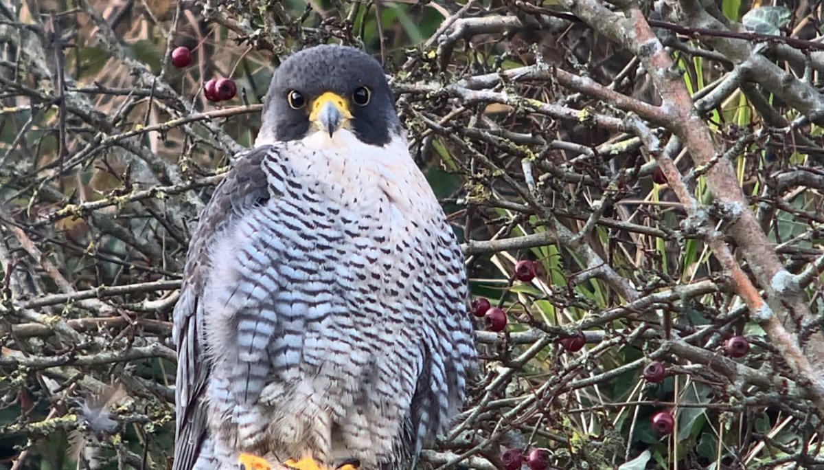 Peregrine Falcon up high