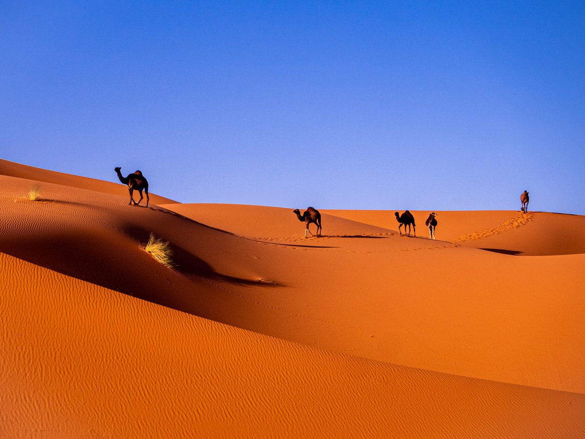 Camels journeying through a desert