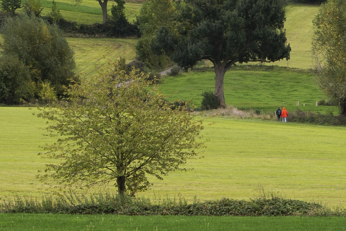 Rolling green fields